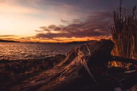 Dramatic sunset over Vancouver beach with driftwood and beach grass in fore.. Stock-Fotos