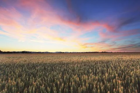 Dramatic sunset over wheat field Stock Photos
