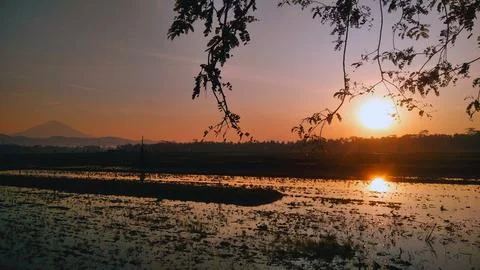 Dramatic Sunset Reflection on Flooded Rice Field with Mountain Silhouette Stock Photos