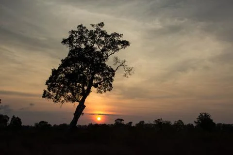 Dramatic sunset in savanna with silhouette of a tree Stock Photos