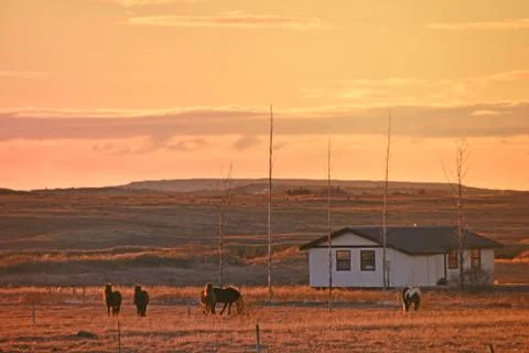 Dramatic sunset scene during winter with horses and hut. Iceland, Europe Stock Photos