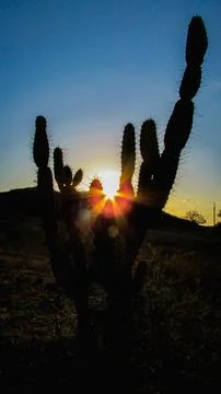 Dramatic sunset scene with a large cactus in silhouette, featuring beautifu.. Stock Photos