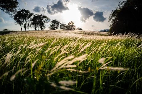 Dramatic sunset scene over the grass flowers inside tropical rainforest. Stock Photos
