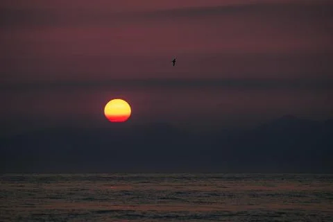 Dramatic sunset at sea and a flying bird Stock Photos