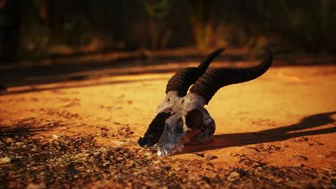 Dramatic Sunset Silhouette of a Goat Skull in the Desert Stock Illustration