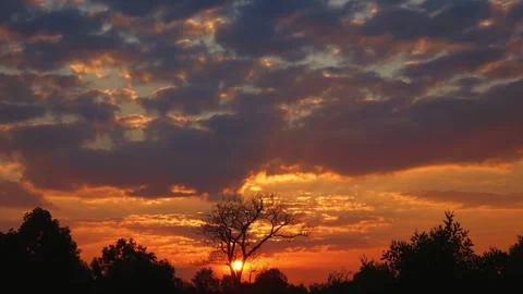 Dramatic Sunset Silhouette of a Tree Against Vibrant Sky Stock Footage 310921833