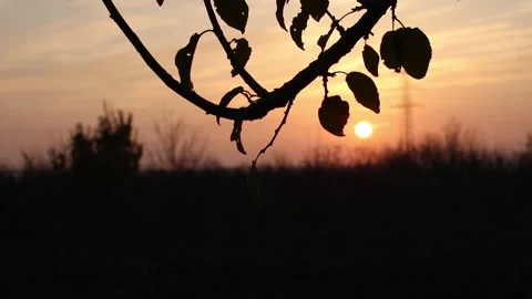 Dramatic sunset with silhouetted tree branch Stock Footage 337831407
