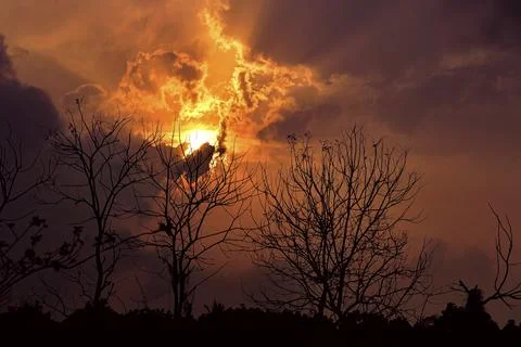 Dramatic Sunset with Silhouetted Trees and Vivid Orange Sky Stock Photos