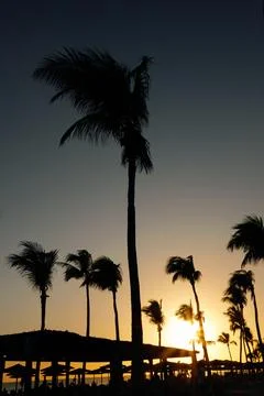 Dramatic Sunset Silhouettes of Palm Trees and Beach Umbrellas in Hawana Salalah, Stock Photos