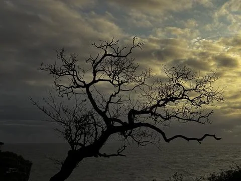 Dramatic Sunset Sky With Bare Tree Silhouette by the Sea – Nature Scene Stock Photos