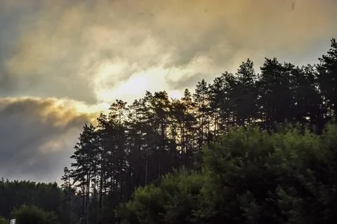 Dramatic sunset sky illuminates a dense forest canopy with golden light Stock Photos