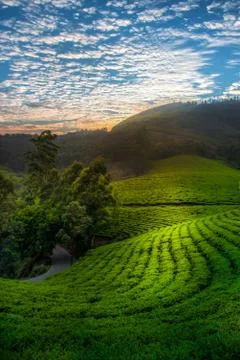 Dramatic sunset sky over beautiful tea gardens Stock Photos