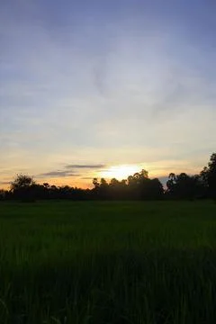 Dramatic Sunset Sky over Palm Tree Silhouettes in Countryside 库存照片