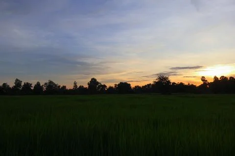 Dramatic Sunset Sky over Palm Tree Silhouettes in Countryside 库存照片