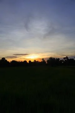 Dramatic Sunset Sky over Palm Tree Silhouettes in Countryside 库存照片