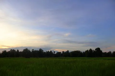 Dramatic Sunset Sky over Palm Tree Silhouettes in Countryside 库存照片