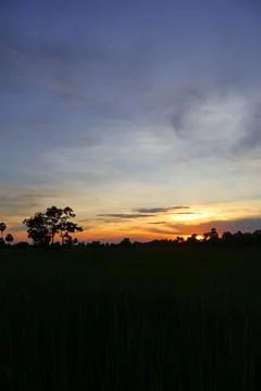 Dramatic Sunset Sky over Palm Tree Silhouettes in Countryside 库存照片