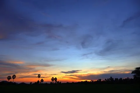 Dramatic Sunset Sky over Palm Tree Silhouettes in Countryside 库存照片