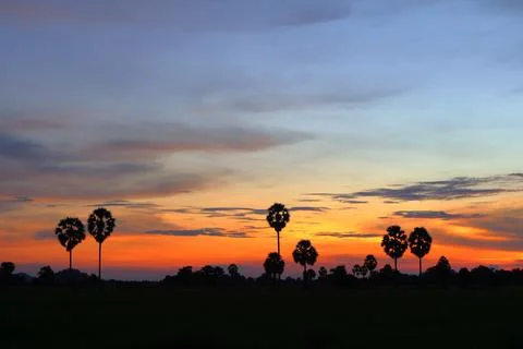 Dramatic Sunset Sky over Palm Tree Silhouettes in Countryside 库存照片