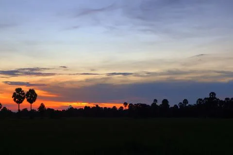Dramatic Sunset Sky over Palm Tree Silhouettes in Countryside 库存照片