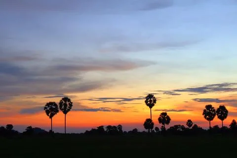 Dramatic Sunset Sky over Palm Tree Silhouettes in Countryside 库存照片
