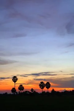Dramatic Sunset Sky over Palm Tree Silhouettes in Countryside 库存照片