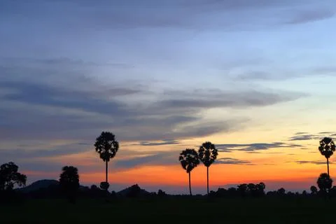 Dramatic Sunset Sky over Palm Tree Silhouettes in Countryside 库存照片