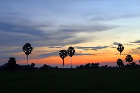 Dramatic Sunset Sky over Palm Tree Silhouettes in Countryside 库存照片