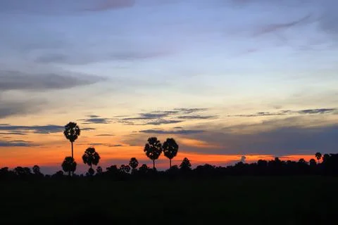 Dramatic Sunset Sky over Palm Tree Silhouettes in Countryside 库存照片