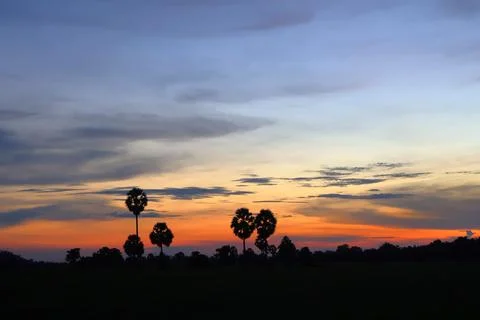 Dramatic Sunset Sky over Palm Tree Silhouettes in Countryside 库存照片