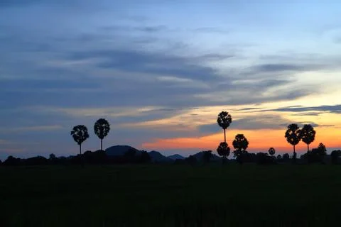 Dramatic Sunset Sky over Palm Tree Silhouettes in Countryside 库存照片