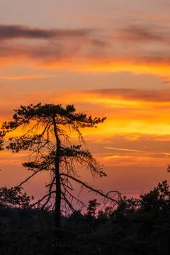Dramatic Sunset Sky Over Pine Tree Silhouette at Schwarzes Moor, Rhn, Germany Stock-Fotos