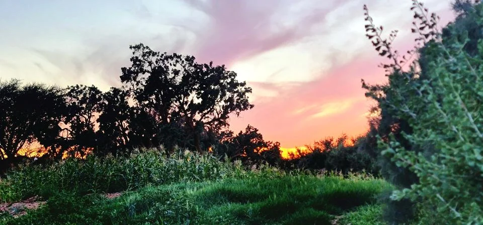 Dramatic Sunset Sky Over Silhouetted Tree Line and Green Field Stock Photos