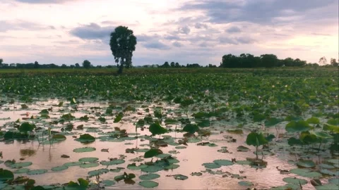 Dramatic Sunset Sky Reflecting on Lotus Pond with Sugar Palm Tree Stock Footage 343355156
