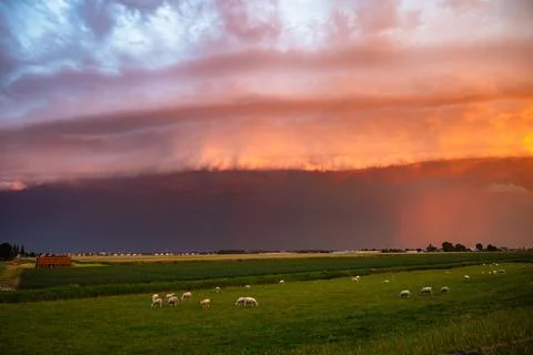 Dramatic sunset storm with shelf cloud over pasture with grazing sheep 写真素材