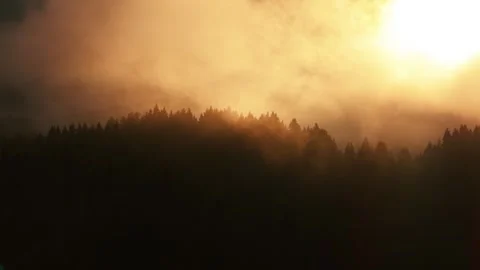Dramatic Sunset Through Misty Forest Hills Stock Footage 317461484