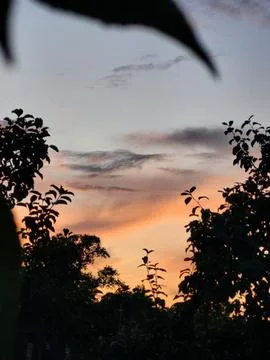 Dramatic sunset through orchard silhouettes end of the day concept Stock Photos