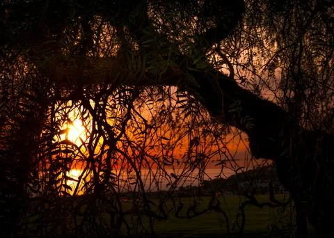 Dramatic sunset viewed through silhouetted branches of a pepper tree Photos