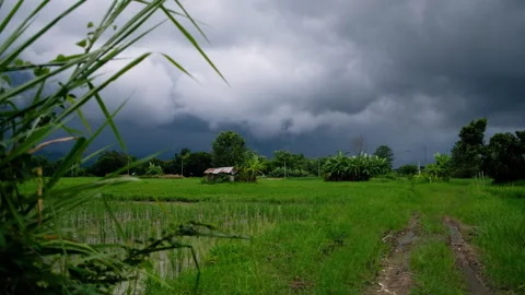 Dramatic thunderstorm approaching lush green rice fields and tropical farmland 스톡 동영상 341876127