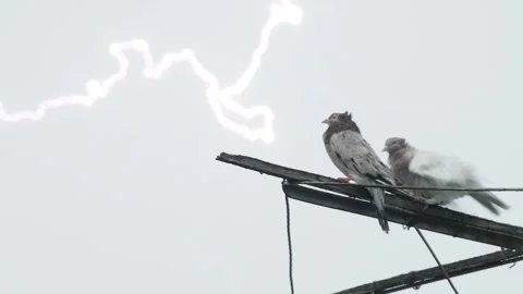 A dramatic thunderstorm with a visible lightning bolt and loud thunder audio Stock Footage 337009612