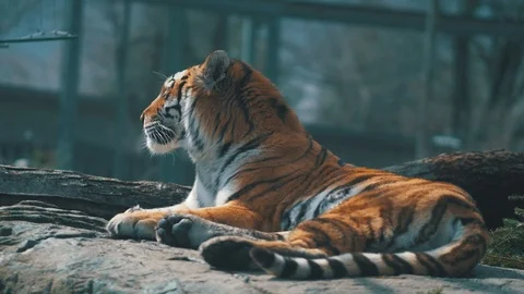 Dramatic Tiger Resting on a Rock Closeup Video stock 106475627