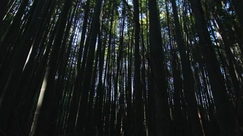 Dramatic tilt up of tall bamboo trees at Arashiyama in Kyoto Stock Footage 130387883