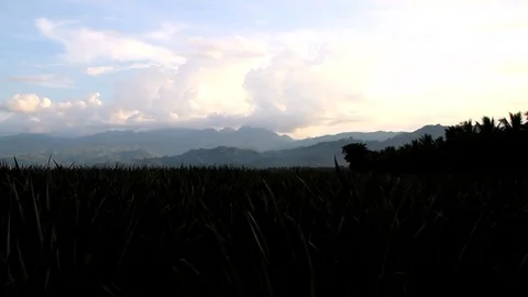 Dramatic Timelapse At A Pineapple Field, Sky Timelapse. Stock Footage 91616931