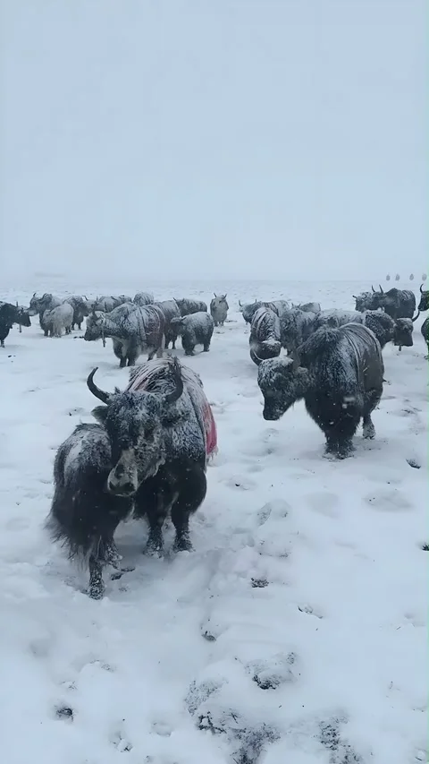 Dramatic Timelapse of Yaks Roaming a Snow-Covered Tibetan Plateau Vidéo 336069469
