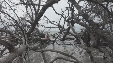 Dramatic tracking shot approaching Atlantic coast through dead trees Stock Footage 318233405