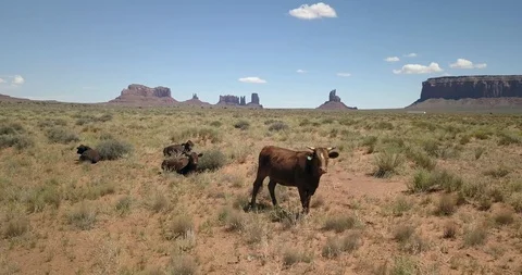 Dramatic tracking shot of cows grazing in Monument Valley western scene Video stock 117863407