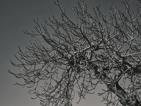 Dramatic tree and sky background Stock Photos
