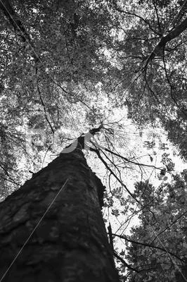 Dramatic tree from below - Black and White - Scary Forest