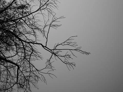 Dramatic tree branches and sky Stock Photos