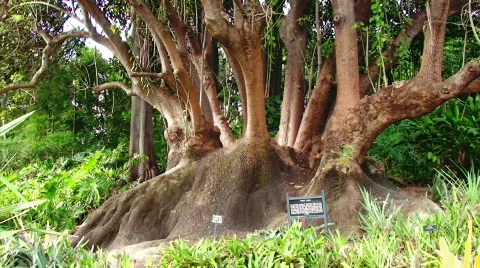 Dramatic Tree Pan Stock Footage 623186